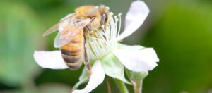 beekeeping in tasmania
