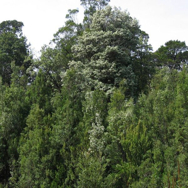 leatherwood honey