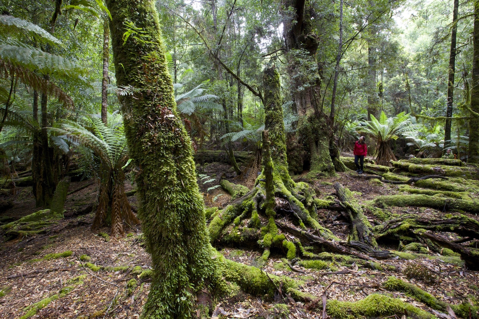 tarkine