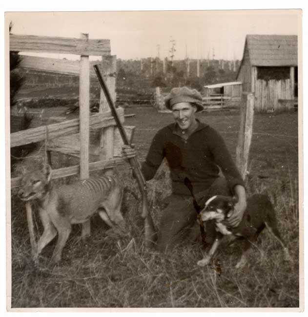 Thylacine
